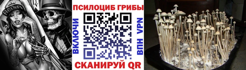 Галлюциногенные грибы Psilocybe  купить наркотики цена  Ногинск 